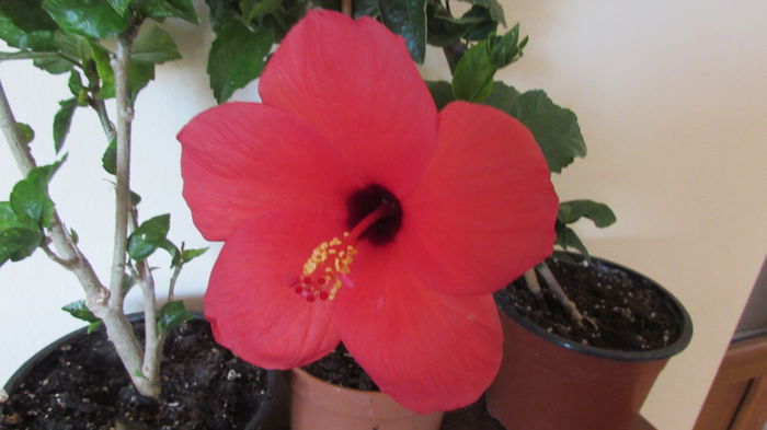 021 - Hibiscusi 2015 1