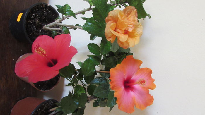 025 - Hibiscusi 2015 1