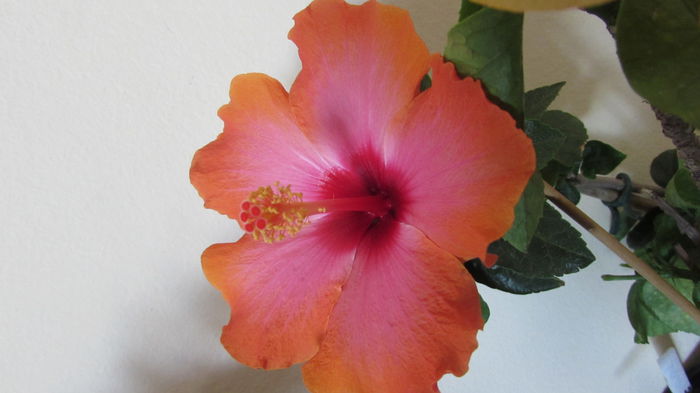 017 - Hibiscusi 2015 1