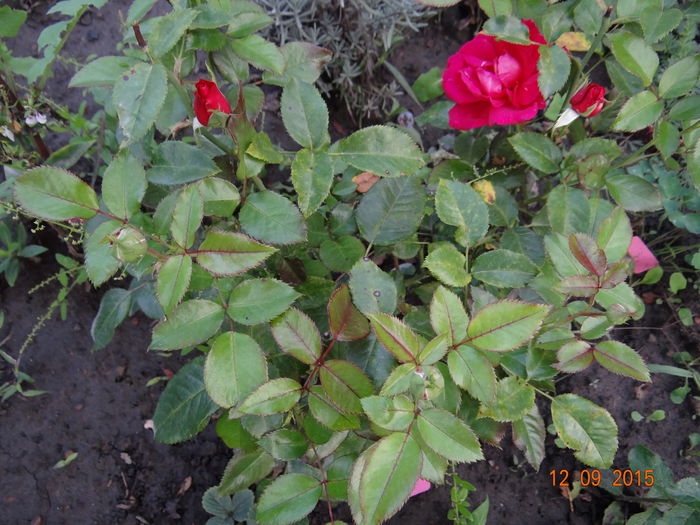Broceliade