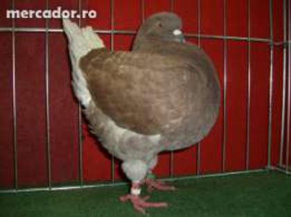 18714803_1_261x203_vind-porumbei-kingi-timisoara