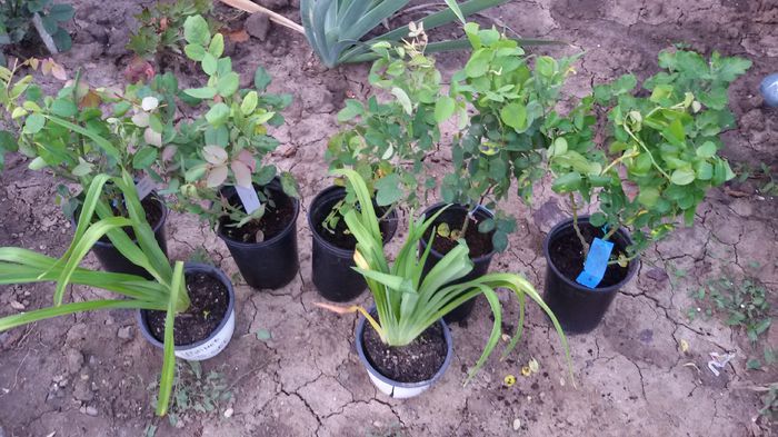 20150916_185127 - Achizitii 2015