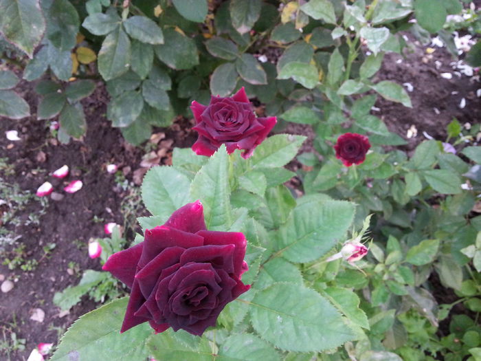 black beauty
