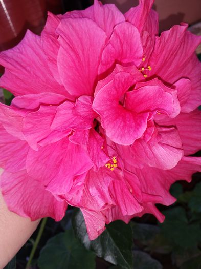  - hibiscus