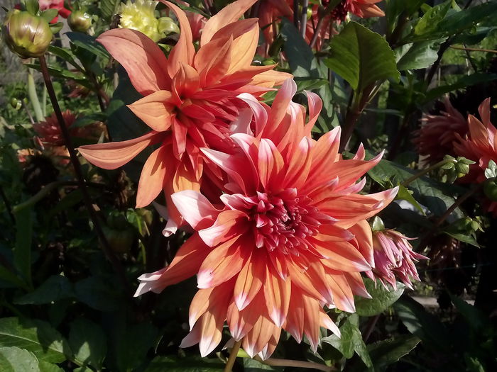 IMG_20150917_094451 - 2015 Flori in  gradina