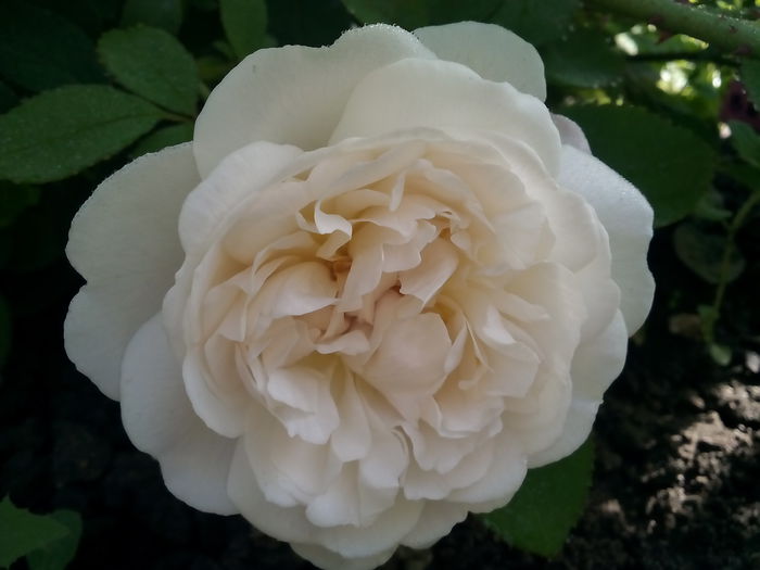 Winchester Cathedral