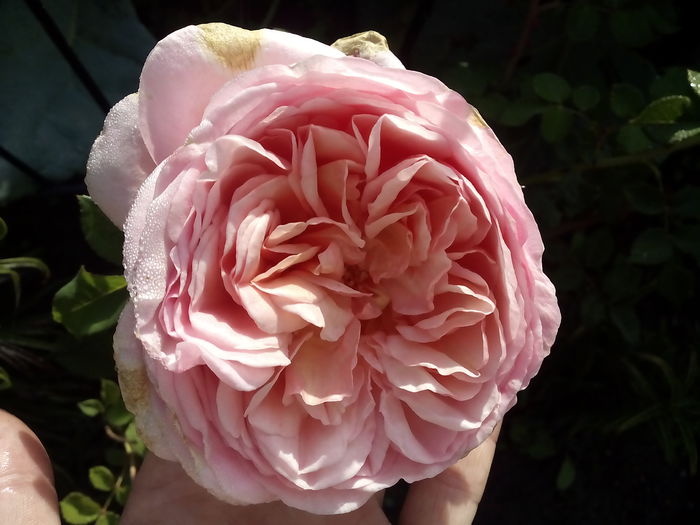 Abraham Darby