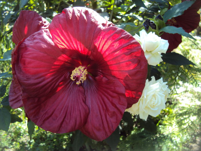 DSC06376 - Hibiscus de gradina