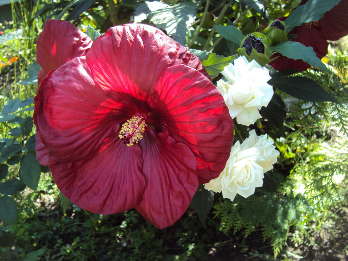 la a doua inflorire - Hibiscus de gradina