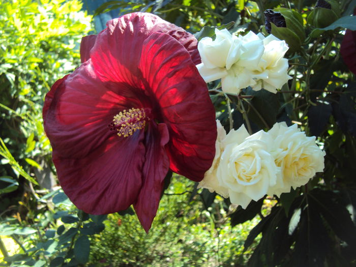 DSC06384 - Hibiscus de gradina