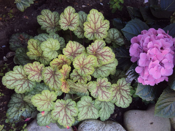 DSC06412 - 2016 Heuchera