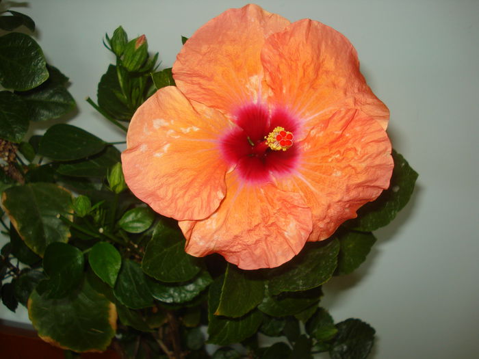 DSC03637