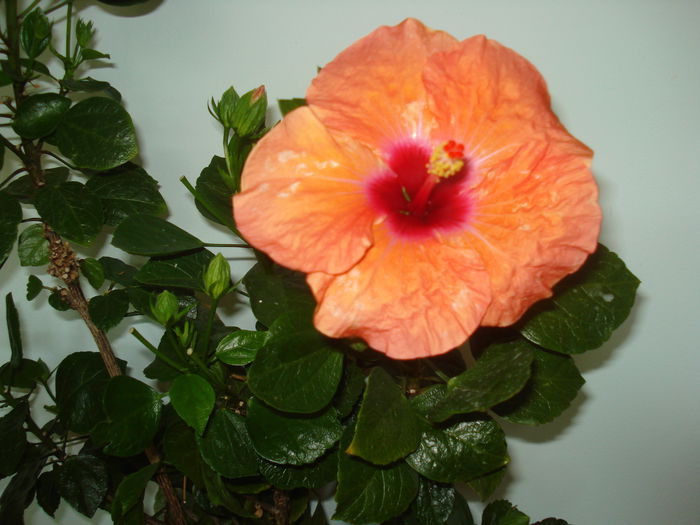 DSC03638