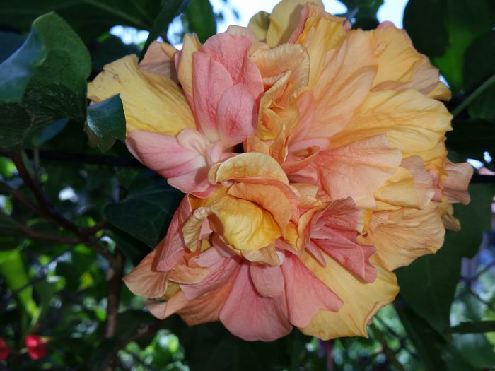  - hibiscus