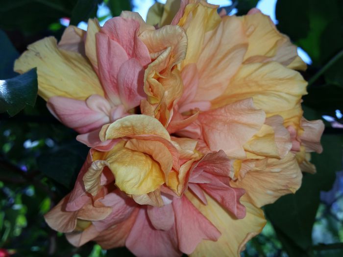  - hibiscus