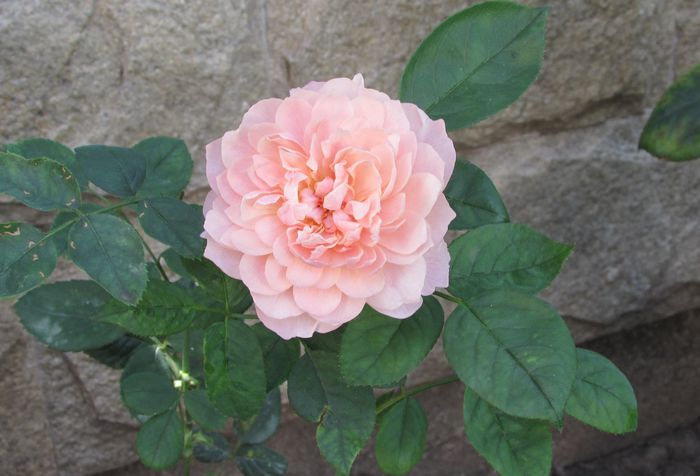 The Alnwick Rose - 2015 trandafiri _VII