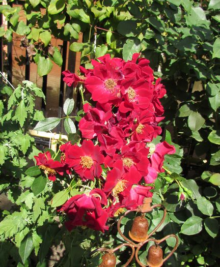 Bienenweide Rot - 2015 trandafiri _VII