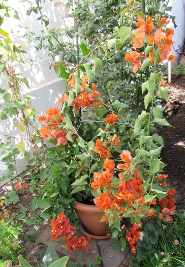 bouganvillea orange