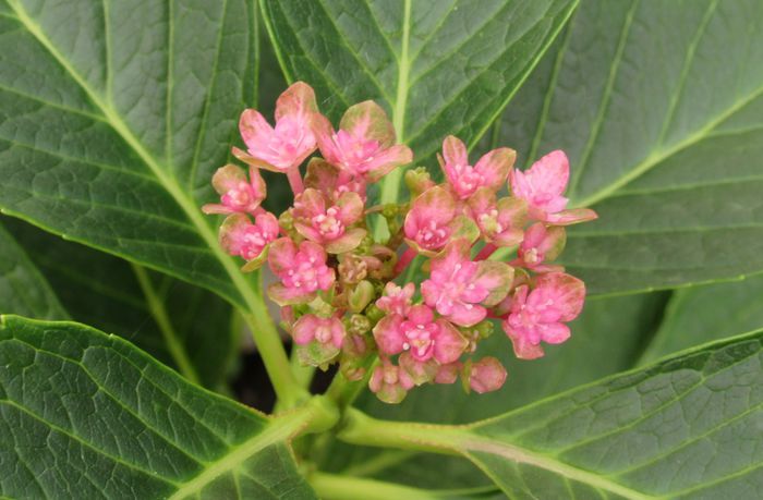 hortensie schloss wackerbarth; are niste flori micute..
