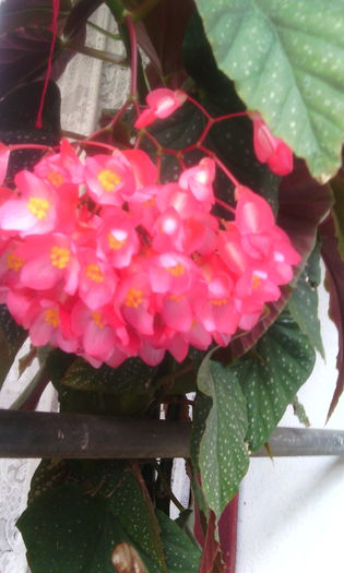 IMG_20150917_170215[1] - begonia lucernae