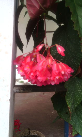 IMG_20150917_170336[1] - begonia lucernae