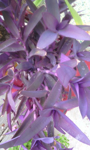 IMG_20150917_170421[1] - tradescantia