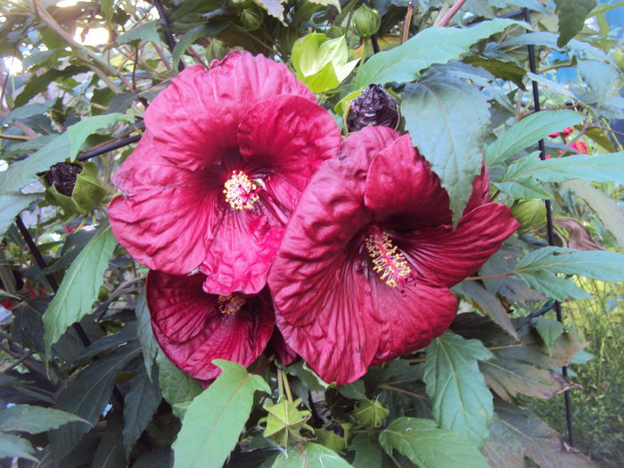 DSC06475 - Hibiscus de gradina