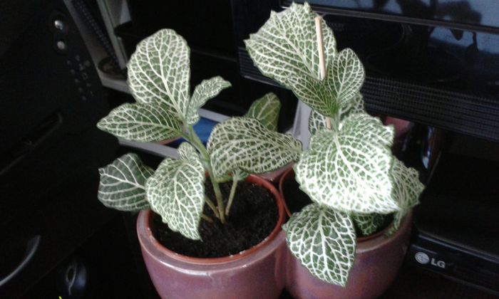 IMG-20150917-WA0032 - FITTONIA