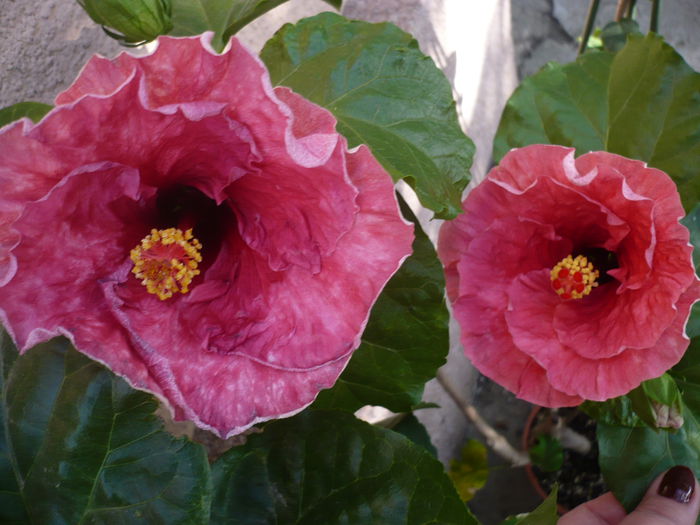 Tahitian Misty Red