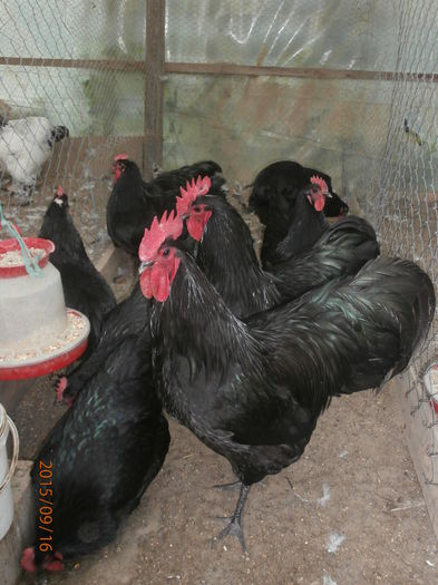 P9160171 - 5 Australorp negru 2016