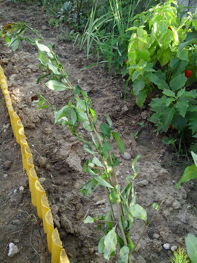 Multumesc Mihaela Nita.; Gutui japonez.
