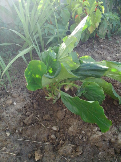 Multumesc Mihaela Nita.; Nu stiu ce este
