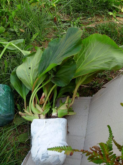 Multumesc Mihaela Nita.; Nu stiu ce este
