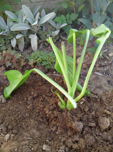 Multumesc Mihaela Nita.; Hosta Royal
