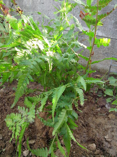 Multumesc Mihaela Nita.; Feriga
