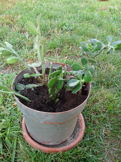 Multumesc Mihaela Nita.; Suculente
