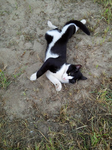 IMG_20150917_174857; Primul lucru care il face cand iese afara e sa se tavaleasca in praf.
