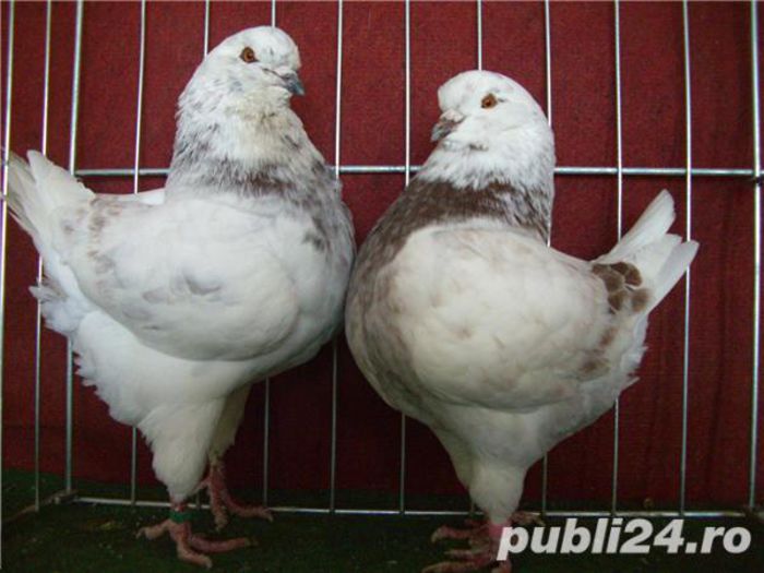 04dd23153d2cd4e7f7a93ba89a2dd442