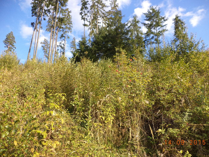 A fost padure deasa  aici