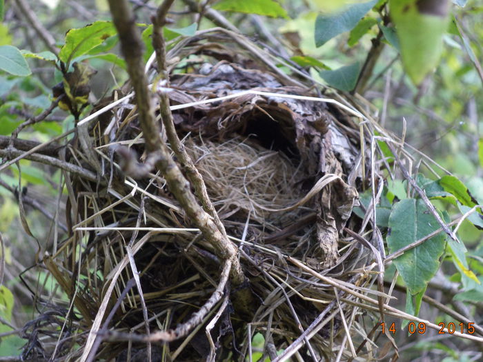 Cuibul Parsului este gol