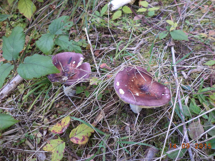 Doua Vinetele(Russula Xerampelina)