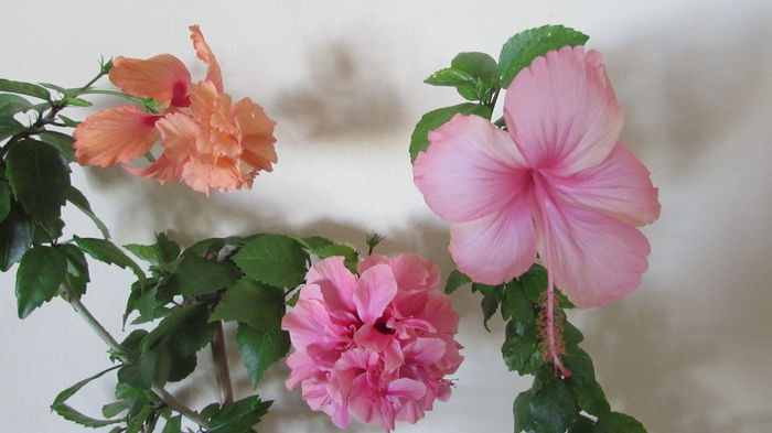 022 - Hibiscusi 2015 1