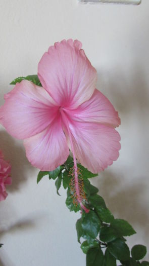 012 - Hibiscusi 2015 1