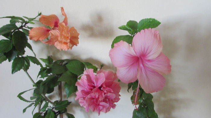 026 - Hibiscusi 2015 1