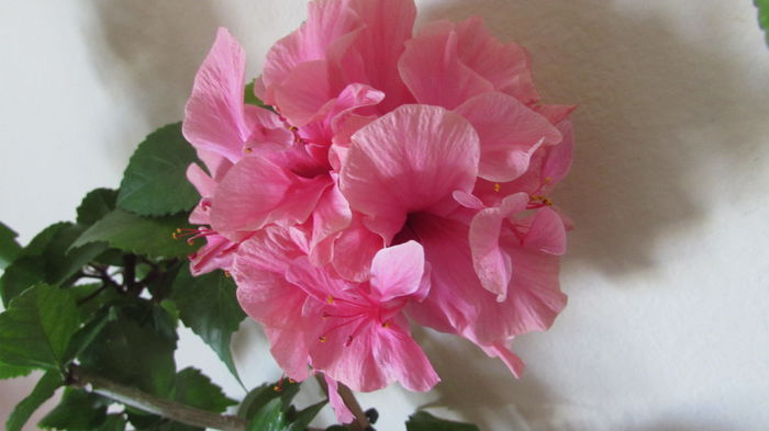 Asia - Hibiscusi 2015 1