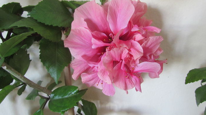 018 - Hibiscusi 2015 1