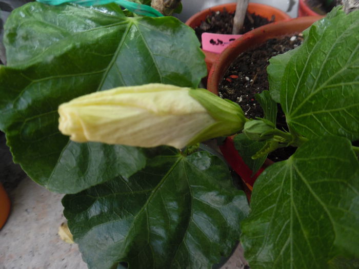 magic island, la fel, greu se deschide