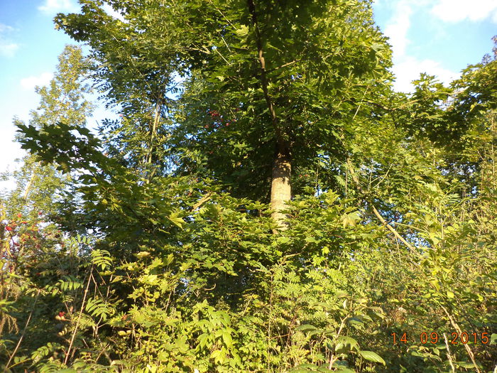Un paltin frumos - LOCURILE CU FRUNZE LA CAPRE  STRANDUL TAPUL CEZAR