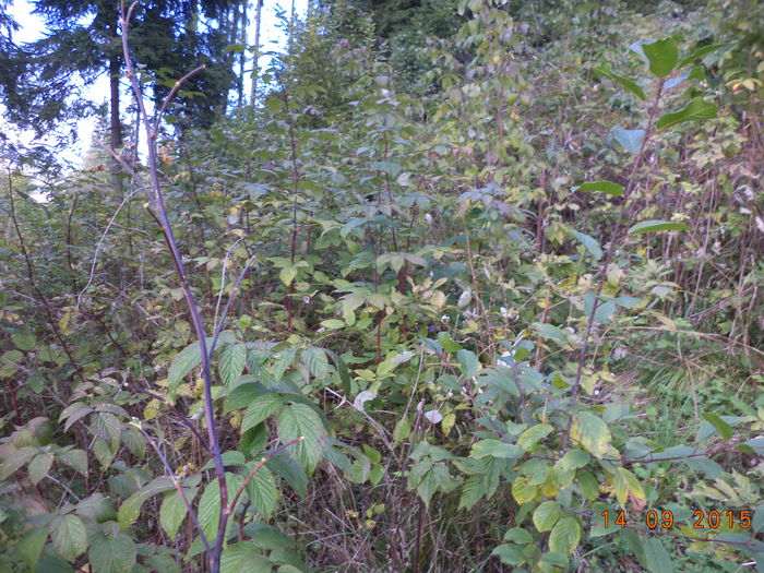 Zmeurusul e inca verde