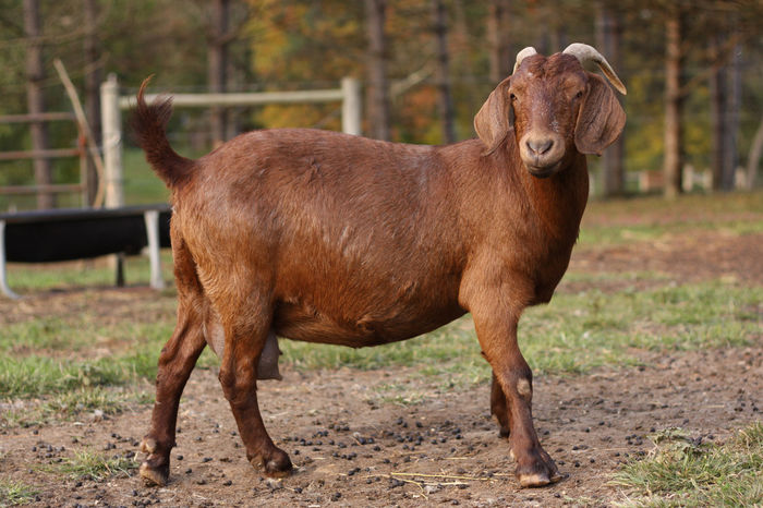 Boeroaica-54n - Rase de oi si capre -Poze deosebite-8